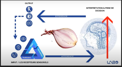 La neurologie fonctionnelle #1
